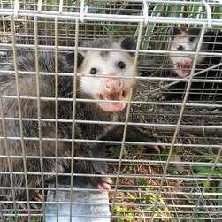 Animal Removal - Products