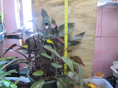 pothos hawaii Hawaiian Pothos 4in main image 0