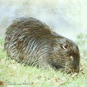 Pro Nutria's photo