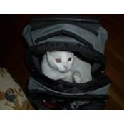 Julia Bailey's photo