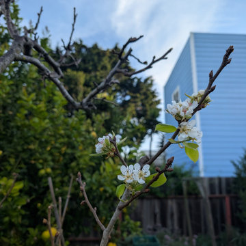 Backyard Production Garden, San Francisco