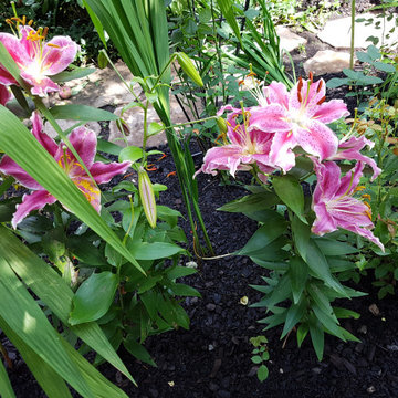 Shade in the Summer Garden in Ottawa (garden in the Glebe)
