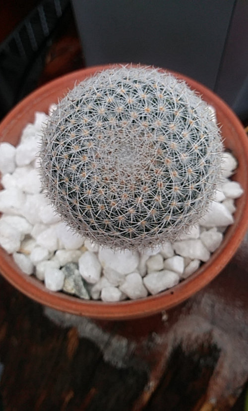 Do stores glue fake flowers to tops of cacti?