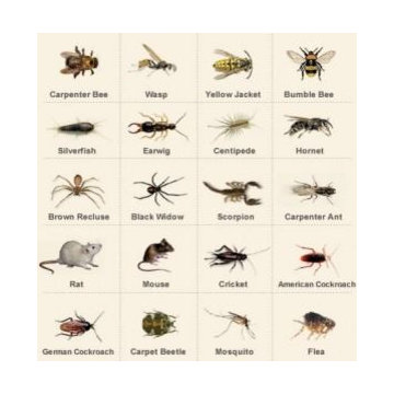 Bee Control Pittsburgh - Spectrum Pest Control (412) 532-1380