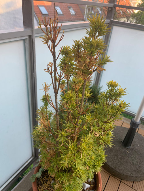 How to save a dying Yew