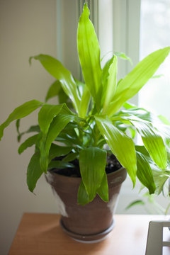golden pothos is money plant Epipremnum 'Golden' Pothos