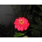 Dee Gradee's photo