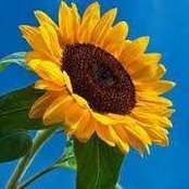 Sharron Bonner's photo