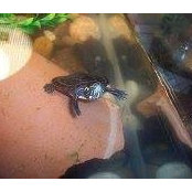 Isaac Turtle's photo