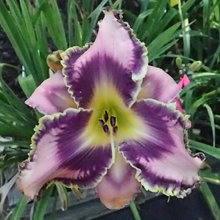 2019 DAYLILY INTRODUCTIONS