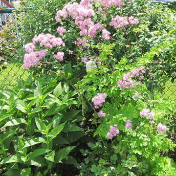 Pink is the favorite color in the flowerbed