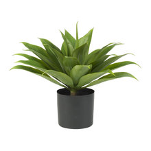 Silk plants
