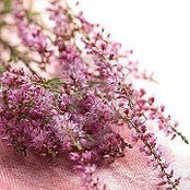 Heather Thompson's photo