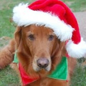 Ginger Brasfield's photo