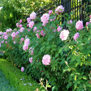 Miscellaneous Gardens and Various Things of Wonder