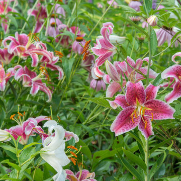 Asiatic Lilies