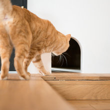 猫用