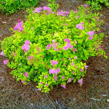Spirea 'Goldmound'