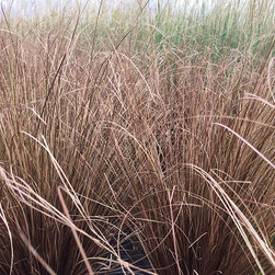Current Featured Plants - Products