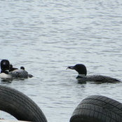 Foto von leonagriff