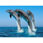 Josée Bourdeau's photo