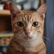 Du Huynh's photo