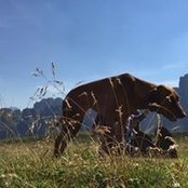 Alan Bichlers foto