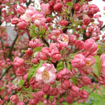 Coralburst Crabapple