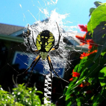 Orb Weaver, Black and Yellow garden spider
