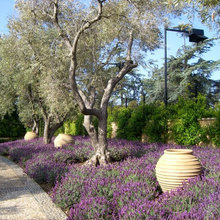 Arid Gardens