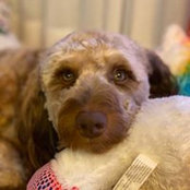Sylvie Delwaide-Maynard's photo