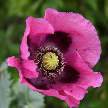 Garden Flowers
