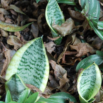 Sansevieria (snake plant)