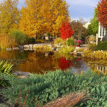 Pond