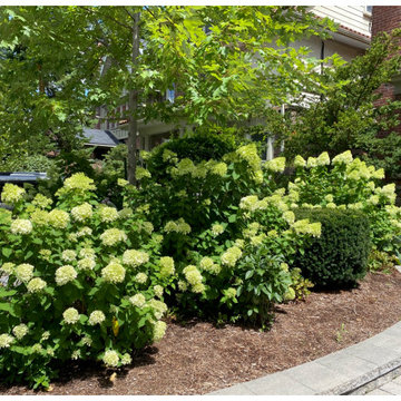 Hydrangea Floral Show