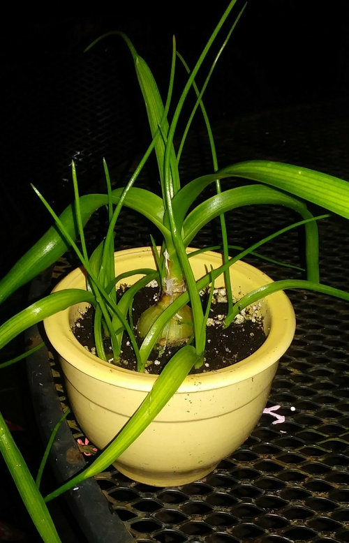 Ornamental "onion" houseplant?