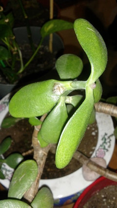 diseases - Why is my jade plant behaving like this? - Gardening &  Landscaping Stack Exchange