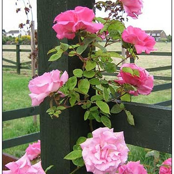 Expert Hand Pruning