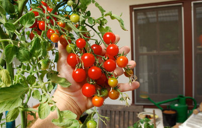 Comment cultiver des tomates ?
