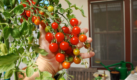 7 Steps to a Kitchen Garden in a Small Apartment
