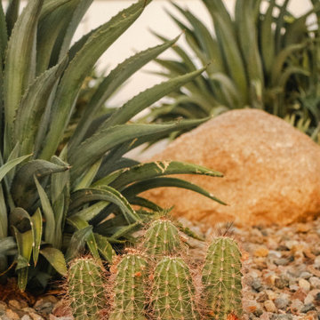 Desert Fern