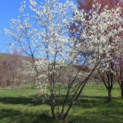 Native Flowering Trees - Products