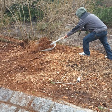 Tree Removal