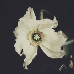 Ashley Woodson Bailey Prints - Photographs