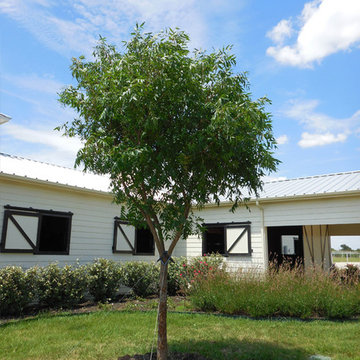 Chinese Pistachio Tree