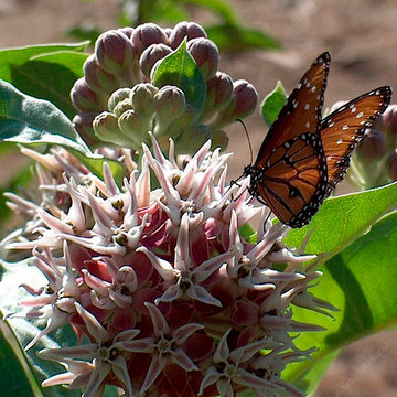 Monarch butterfly feeding on Showy milkweed