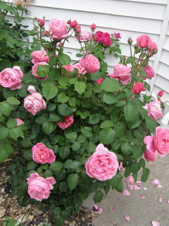 Roses that fail your expectations versus nice surprises? | Houzz Forum