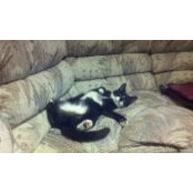 Jamie Johnson's photo