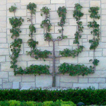 Espalier Tree Installations