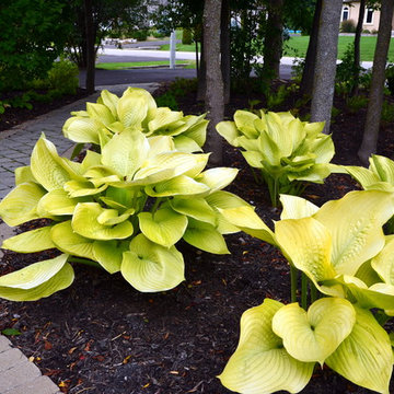 Favorite Plant Materials & Miscellaneous Garden life
